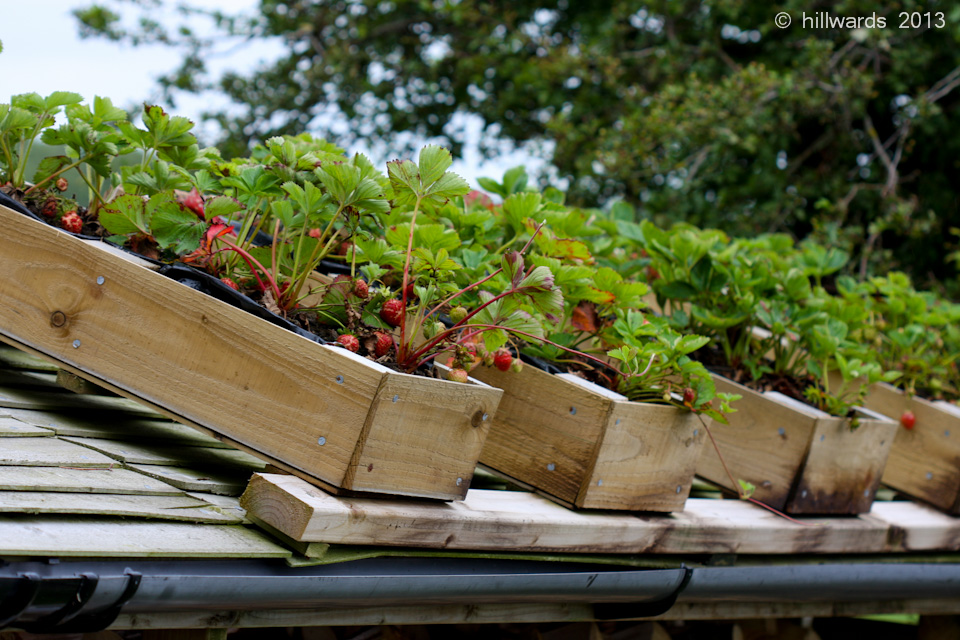 Growing strawberries in planters on woodstore roof