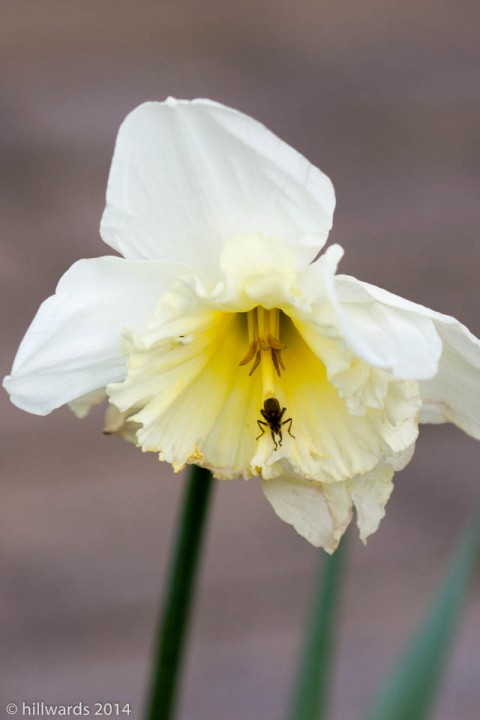 Narcissus W.P.Milner