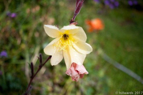 Oenothera odorata flower