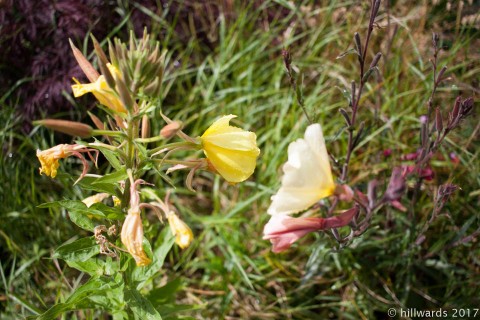 Oenothera odorata and brighter yellow offspring