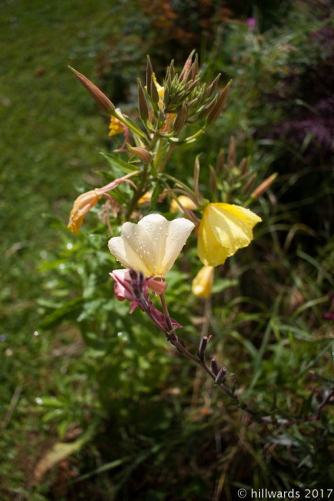 Oenothera odorata and brighter yellow offspring